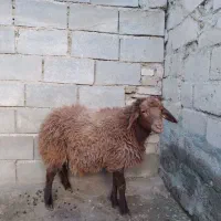 قوچ نر|حیوانات مزرعه|جوکار, |دیوار