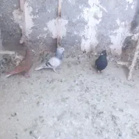 سه کبوتر خوشتیپ زرنگ با هم