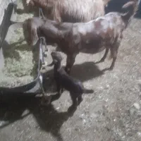 گم شدن دوراس بز|حیوانات مزرعه|رامهرمز, |دیوار