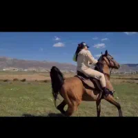 اسب|اسب و تجهیزات اسب‌سواری|یزد, |دیوار