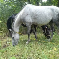 فروش یک عدد مادیان نیله و یک عدد اسب خون دار|اسب و تجهیزات اسبسواری|طالقان, |دیوار