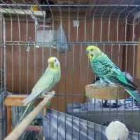 جفت مرغ عشق رینبو