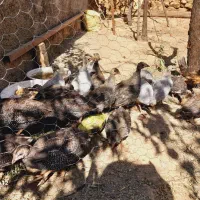 جوجه مرغ شاخدار