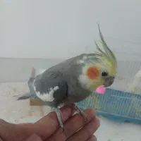 جفت عروس هلندی با لوازم