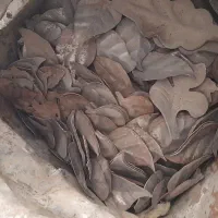 گل فرفورژه ،سیم خاردار،پایه دلر،فنر مبل سازی|مصالح و تجهیزات ساختمان|تربت‌حیدریه, قائم|دیوار