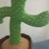 کاکتوس رقصان