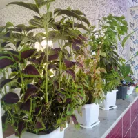 گل طبیعی چهار عدد