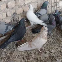 کبوتر اصفهانی