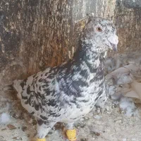 کبوتر صید قلدور