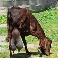 بز  افغان سه کیلو شیر بدون کهره