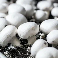 سالن کار قارچ