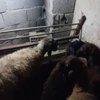 بره ماده ۱ساله نزاییده