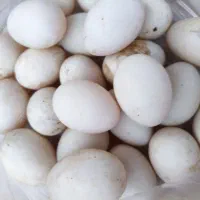 تخم اردک اسرائیلی خوراکی و نطفه دار|حیوانات مزرعه|رشت, بلوار گیلان|دیوار