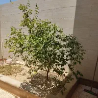 فروش-تایید-نهایی-دو-فرزندی-شهر-صدرا