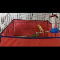 پرنده قناری|پرنده|ازنا, |دیوار