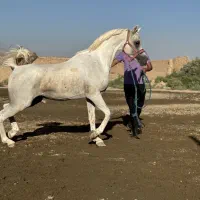 پانسیون وسوار کاری