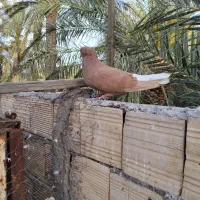 زرد دم‌سفید