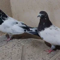 کله دم سبز|پرنده|کبودرآهنگ, |دیوار