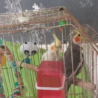 عروس هلندی جفت نر و ماده تخم گذار