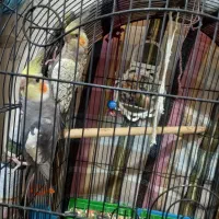 عروس هلندی با سه تا جوجه