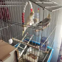 پرنده عروس هلندی|پرنده|تکاب, |دیوار