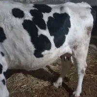 گاو شیری هلشتان|حیوانات مزرعه|اردبیل, |دیوار