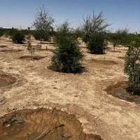 زمین کشاورزی|فروش زمین و ملک کلنگی|حبیب آباد, |دیوار