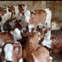 خرید وفروش گوساله های پرواری سمینتال و هلشتاین