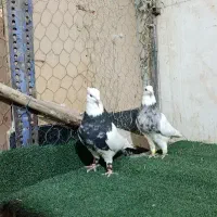 طوقی زرین و الماسی