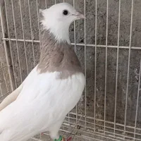 کفتر رنگی|پرنده|مشهد, منزل آباد|دیوار