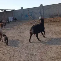 فروش قوچ و میش بره دار و آبستن|حیوانات مزرعه|گنبد کاووس, |دیوار