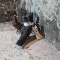کفتر ۳تا نر