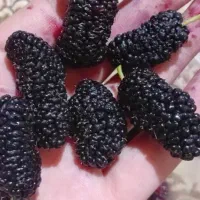 شاه توت سیاه خوشمزه