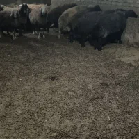 گوسفند داشتی|حیوانات مزرعه|خوانسار, |دیوار