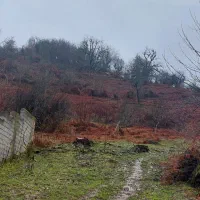 زمین مسکونی/۱۷۷مترمربع/ویو جنگل های خانه های آسیاب|فروش زمین و ملک کلنگی|آستارا, |دیوار