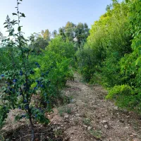 فروش باغ ثمری ۱۲۰۰ متری ۱۵ کیلومتری یاسوج|فروش زمین و ملک کلنگی|یاسوج, |دیوار