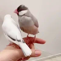 فروش فنچ نرگسی زیبا ...