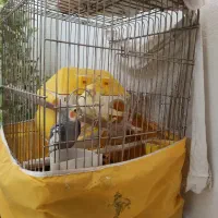 عروس هلندی