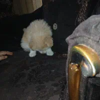 سگ تزئینی|سگ|کرمان, |دیوار