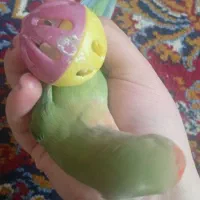 کوتوله|پرنده|مشهد, کوشک مهدی|دیوار
