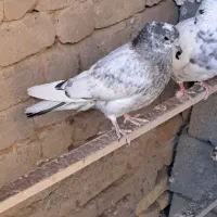 کبوتر آماده جلد کردن|پرنده|زید آباد, |دیوار