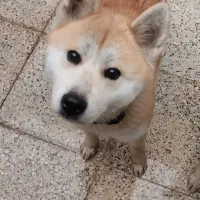 سگ  اکیتای ژاپنی گمشده