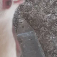 کبوتر|پرنده|باسمنج, |دیوار