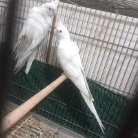 یک جفت عروس هلندی