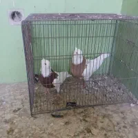 کبوتر طوقی سالم سرحال