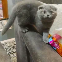 گربه اسکاتیش|گربه|گرگان, |دیوار