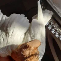 معاوضه با طوقی