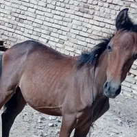 کره اسب عرب سرحال معروف|اسب و تجهیزات اسب‌سواری|شازند, |دیوار