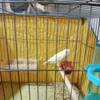 قناری ماده لیمویی مست مست