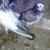 چند عدد کبوتر